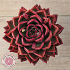 Echeveria agavoides 'Floridity' - 90mm, Same Plants