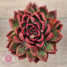 Echeveria agavoides 'Floridity' - 90mm, Same Plants