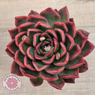 Echeveria agavoides 'Floridity' - 90mm, Same Plants