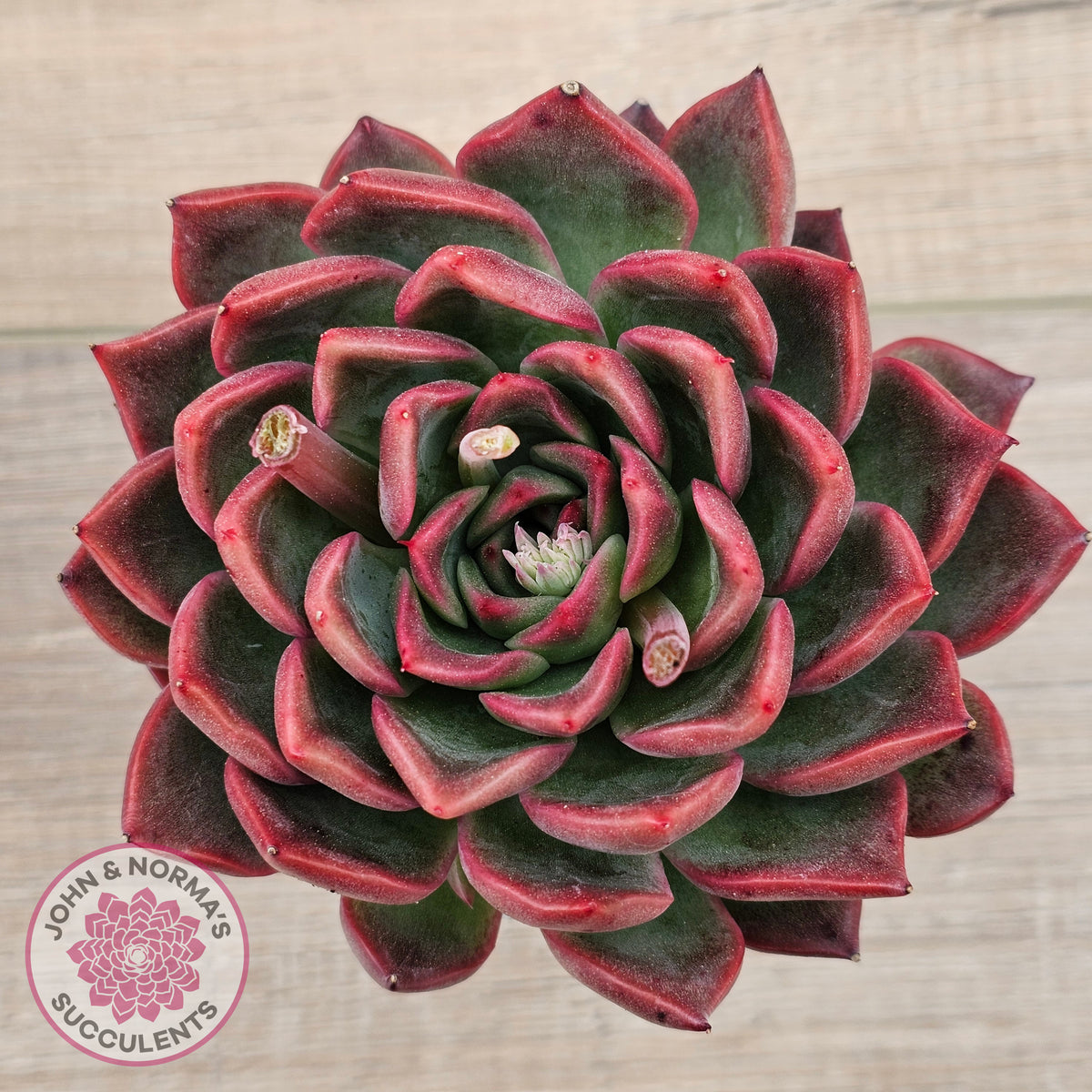 Echeveria agavoides 'Floridity' - 90mm, Same Plants