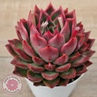 Echeveria agavoides 'Floridity' - 90mm, Same Plants