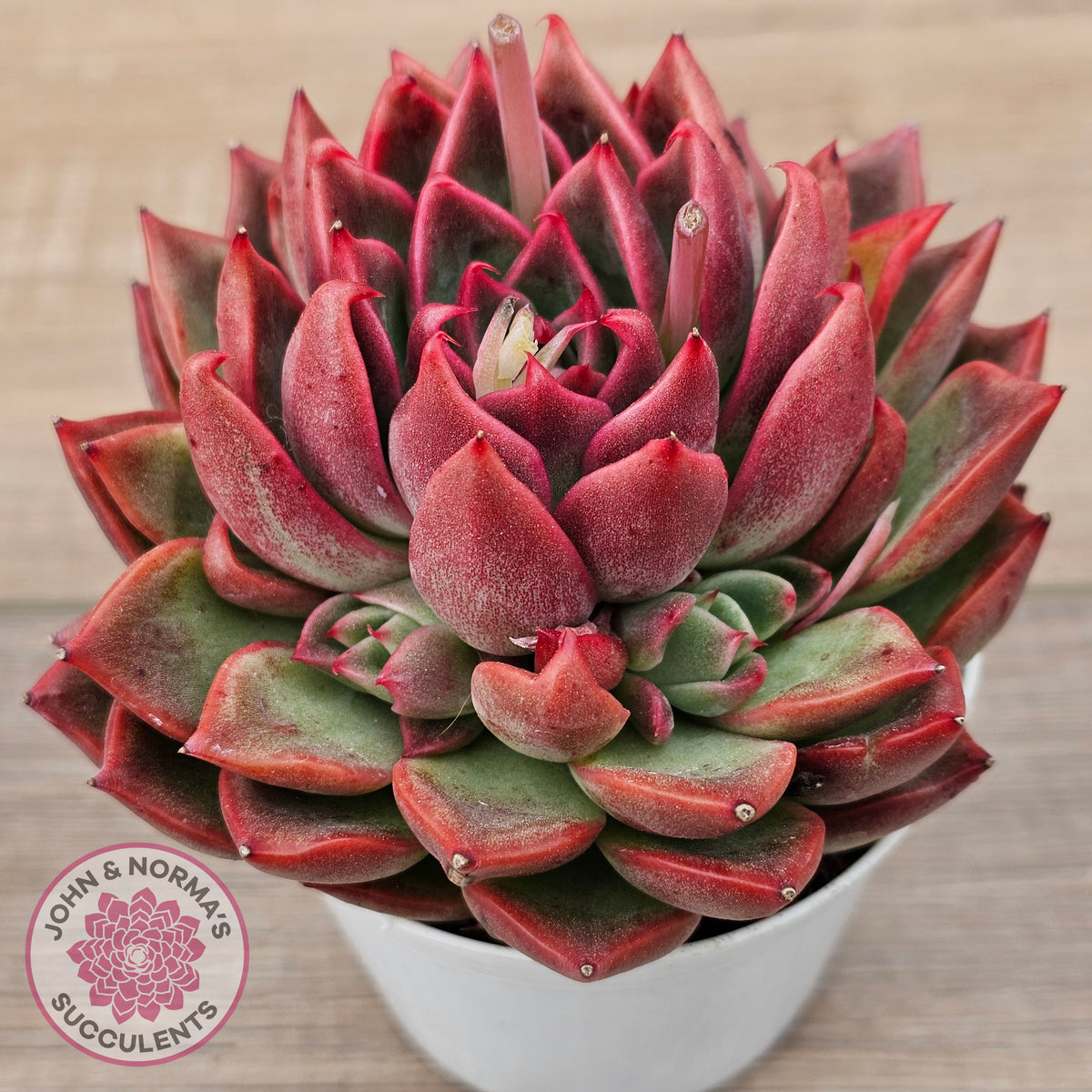 Echeveria agavoides 'Floridity' - 90mm, Same Plants