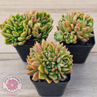 Echeveria agavoides 'Frank Reinelt' Crested