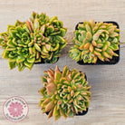 Echeveria agavoides 'Frank Reinelt' Crested