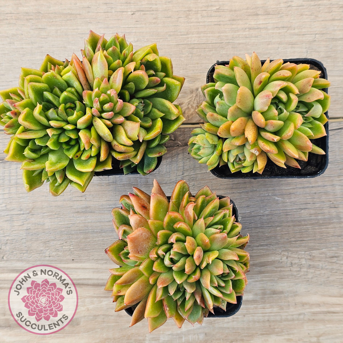 Echeveria agavoides 'Frank Reinelt' Crested