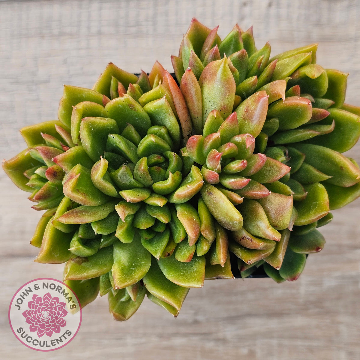 Echeveria agavoides 'Frank Reinelt' Crested
