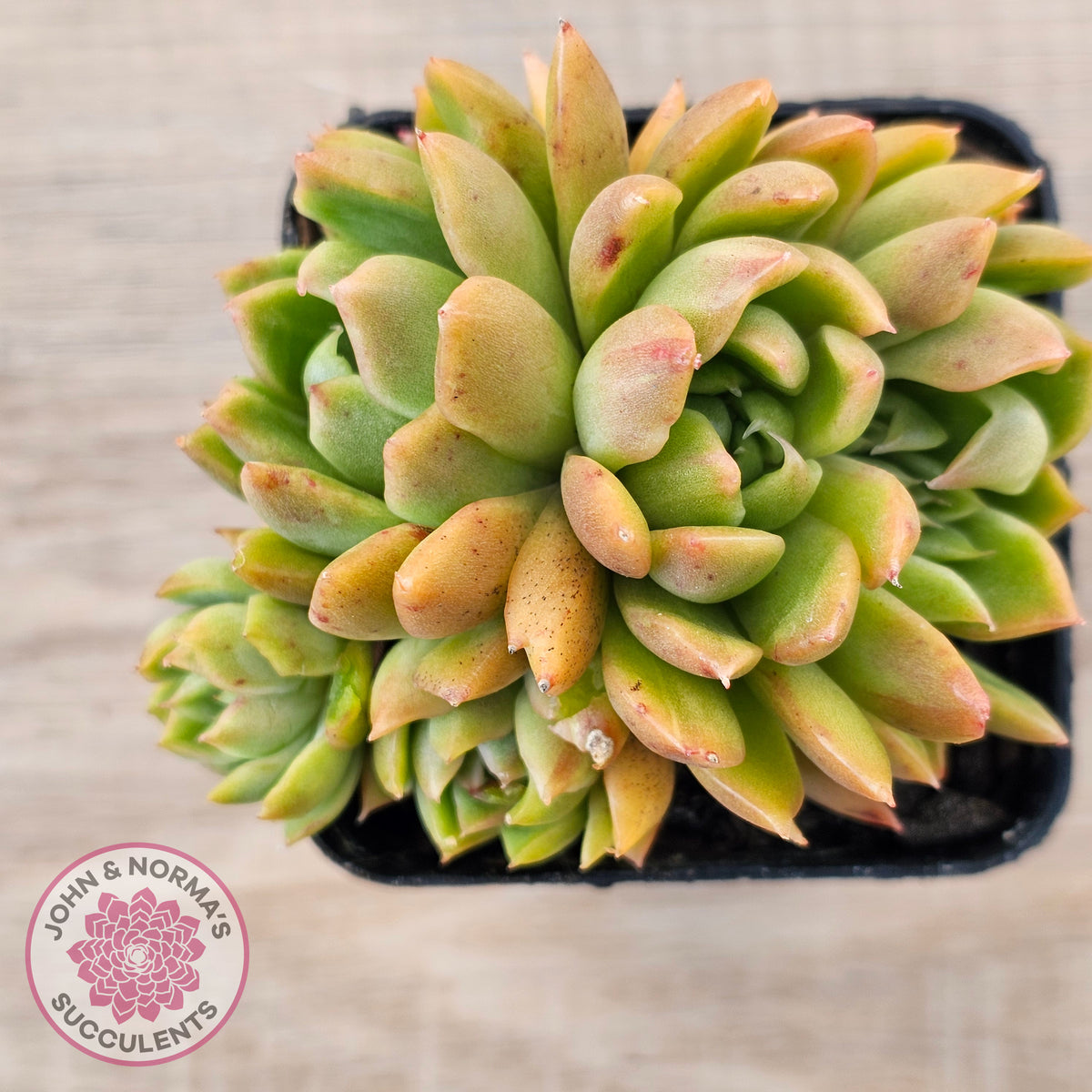Echeveria agavoides 'Frank Reinelt' Crested