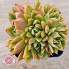 Echeveria agavoides 'Frank Reinelt' Crested