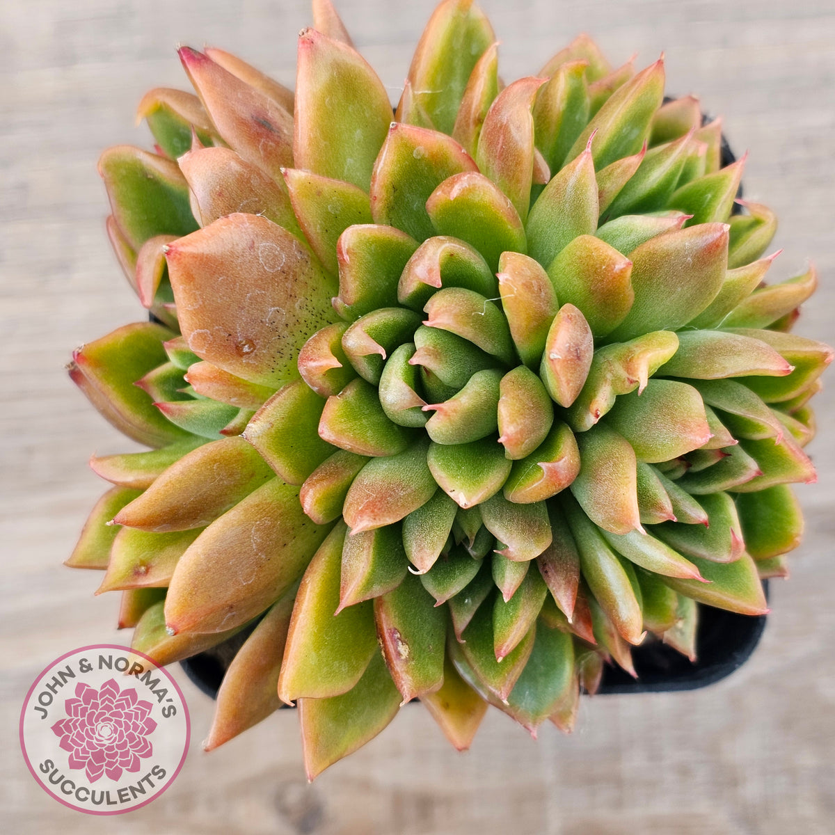 Echeveria agavoides 'Frank Reinelt' Crested