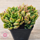Echeveria agavoides 'Frank Reinelt' Crested