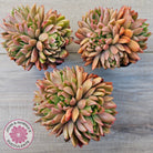 Echeveria agavoides 'Frank Reinelt' Crested