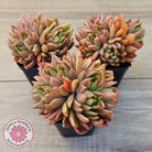 Echeveria agavoides 'Frank Reinelt' Crested