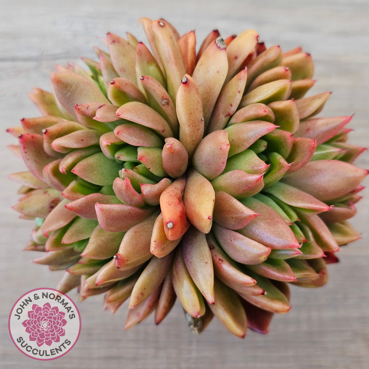 Echeveria agavoides 'Frank Reinelt' Crested
