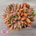 Echeveria agavoides 'Frank Reinelt' Crested