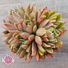 Echeveria agavoides 'Frank Reinelt' Crested