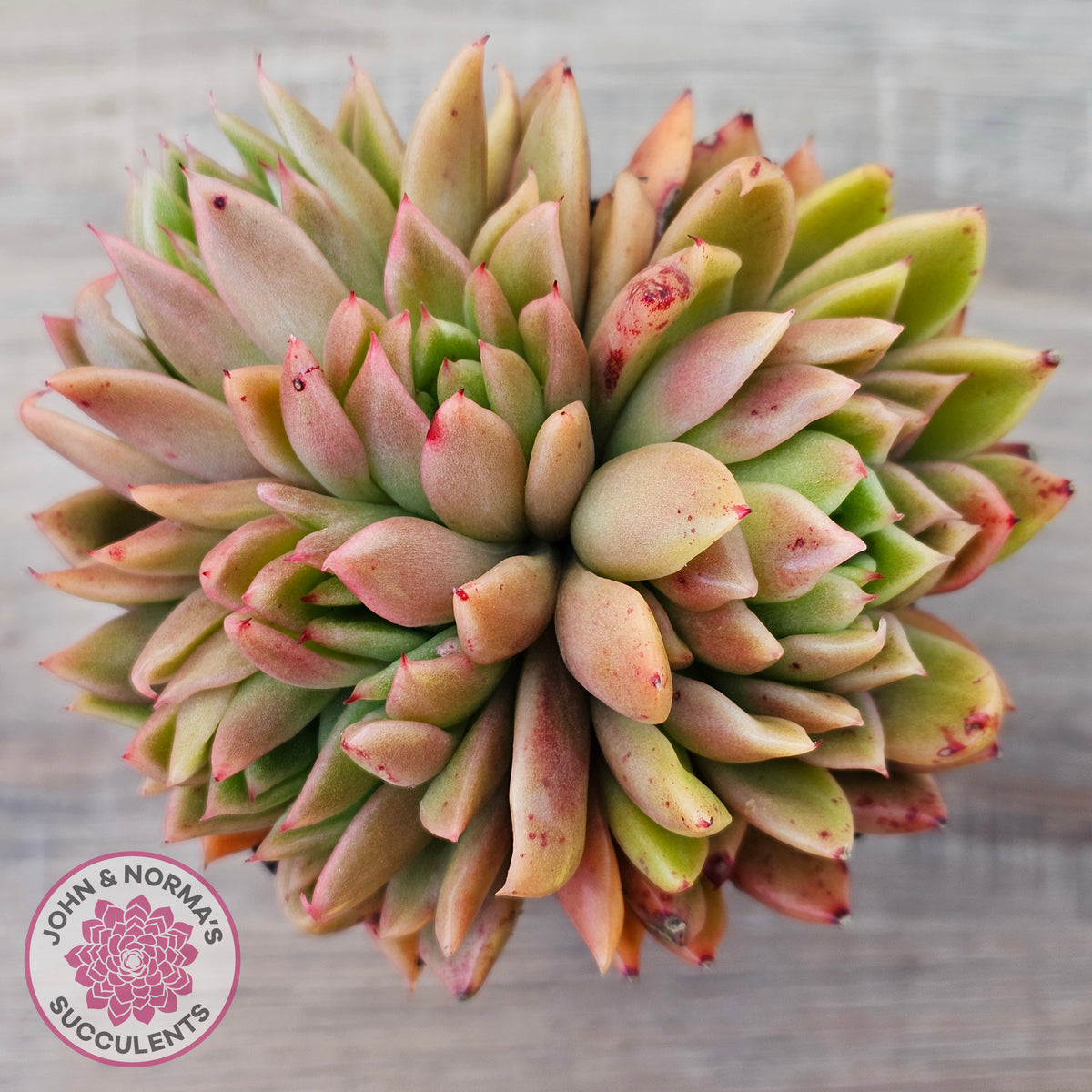 Echeveria agavoides 'Frank Reinelt' Crested