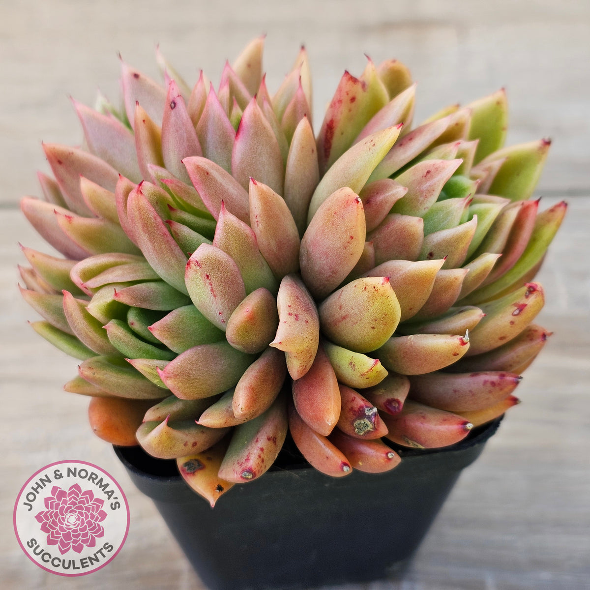 Echeveria agavoides 'Frank Reinelt' Crested