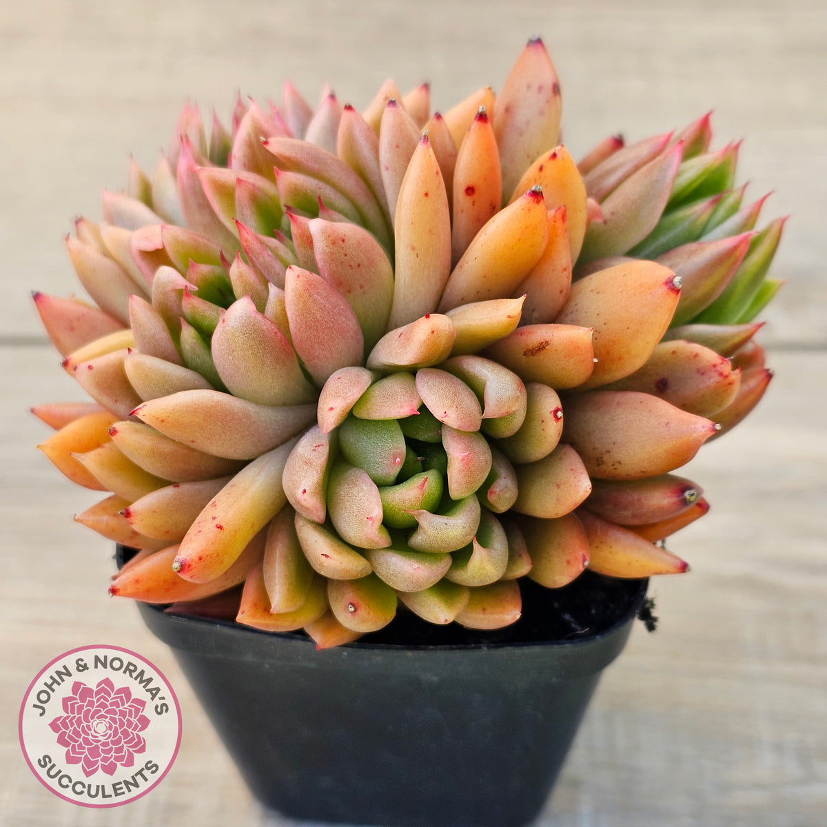 Echeveria agavoides 'Frank Reinelt' Crested