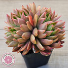 Echeveria agavoides 'Frank Reinelt' Crested