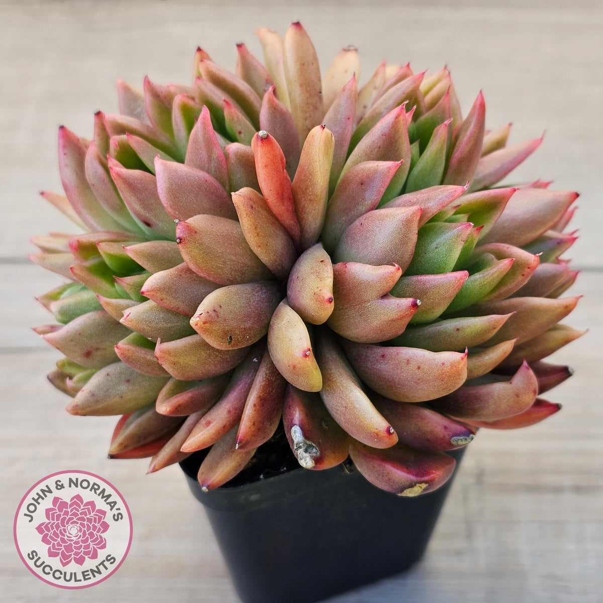 Echeveria agavoides 'Frank Reinelt' Crested