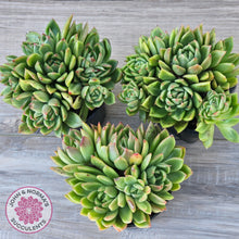 Load image into Gallery viewer, Echeveria agavoides 'Frank Reinelt' (multi)
