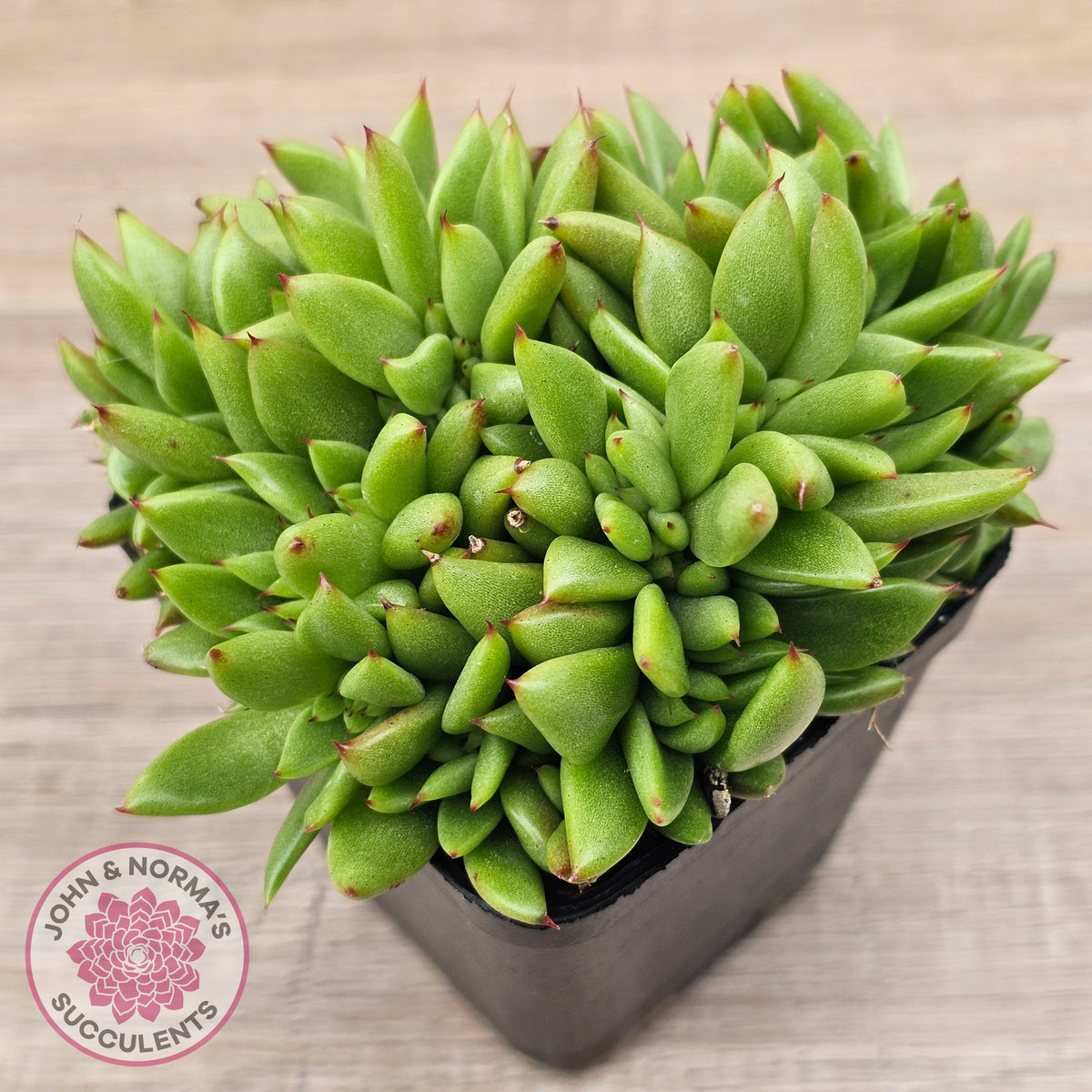 Echeveria agavoides 'Ike Soul' Crest