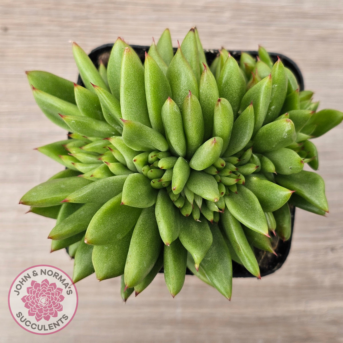 Echeveria agavoides 'Ike Soul' Crest