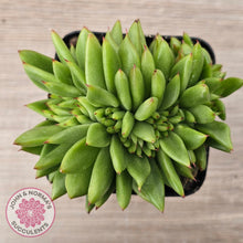 Load image into Gallery viewer, Echeveria agavoides &#39;Ike Soul&#39; Crest
