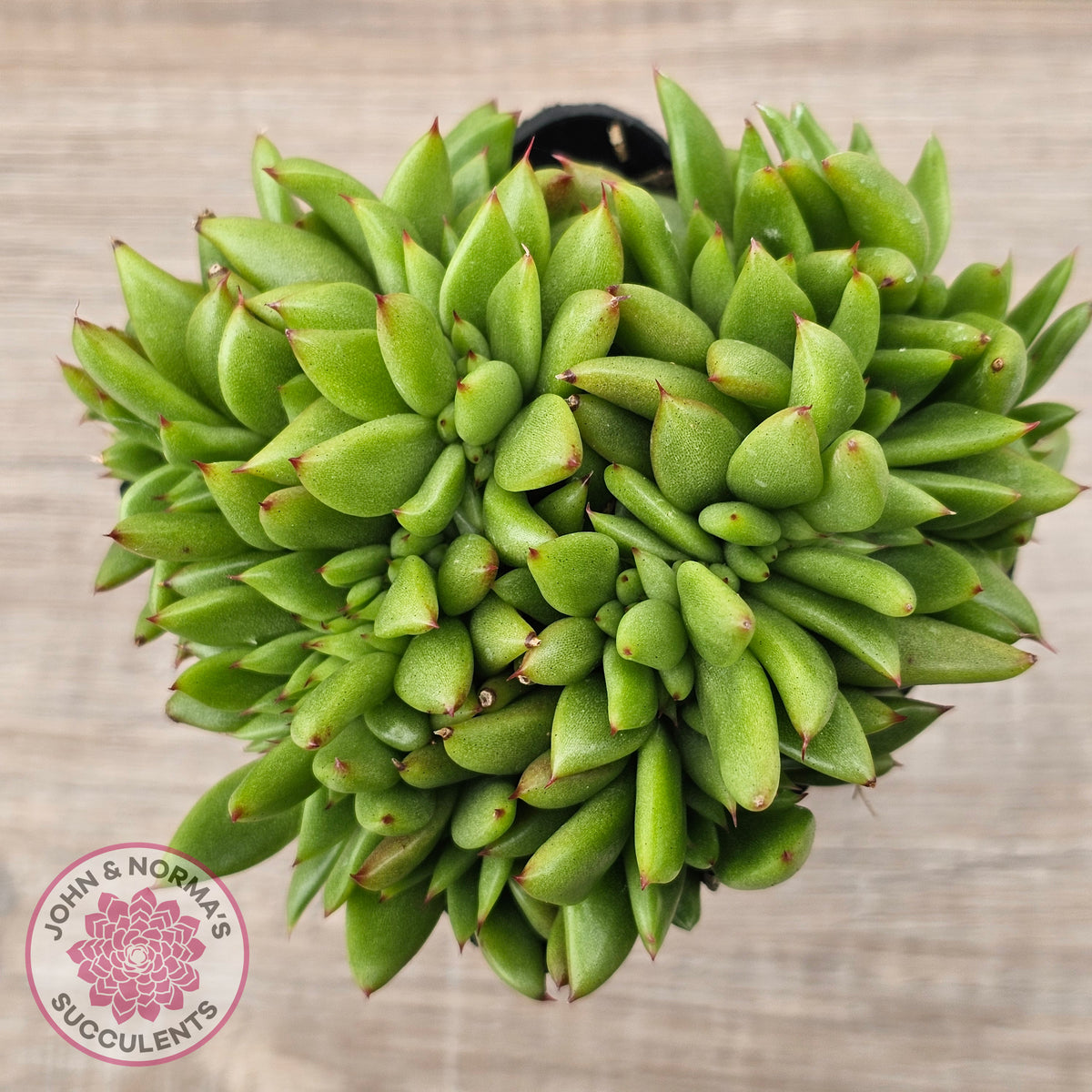 Echeveria agavoides 'Ike Soul' Crest