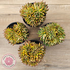 Echeveria agavoides 'Ike Soul' Crest - XL 125mm