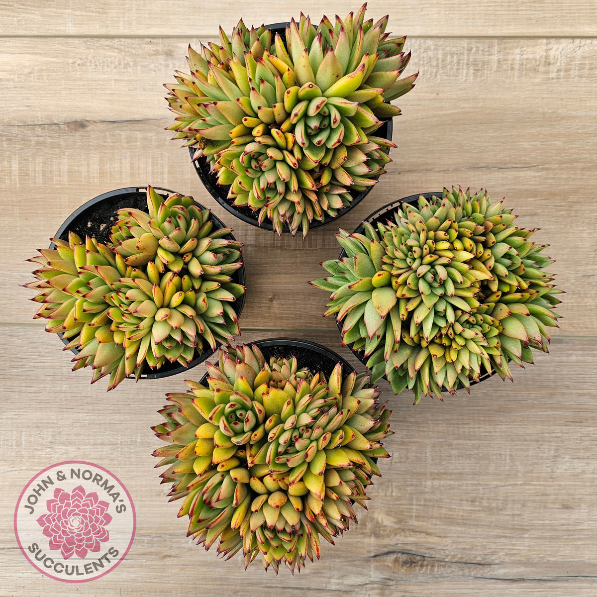 Echeveria agavoides 'Ike Soul' Crest - XL 125mm