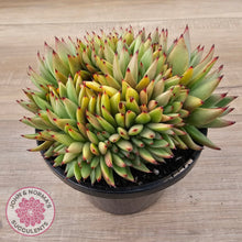 Load image into Gallery viewer, Echeveria agavoides &#39;Ike Soul&#39; Crest - 125mm, Same Plants
