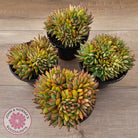 Echeveria agavoides 'Ike Soul' Crest - XL 125mm