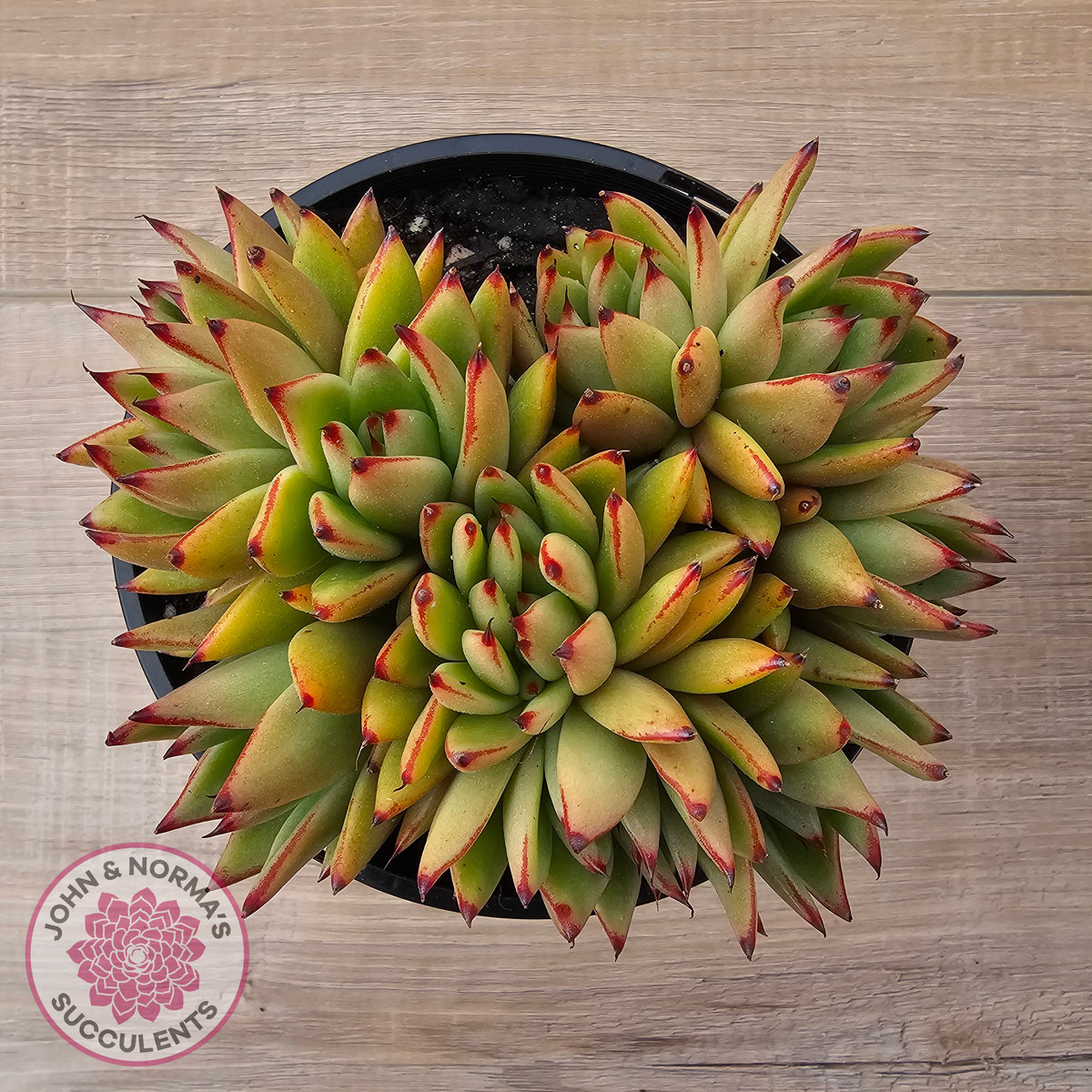 Echeveria agavoides 'Ike Soul' Crest - XL 125mm
