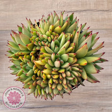 Load image into Gallery viewer, Echeveria agavoides &#39;Ike Soul&#39; Crest - 125mm, Same Plants
