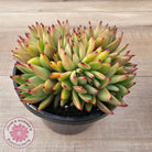 Echeveria agavoides 'Ike Soul' Crest - XL 125mm