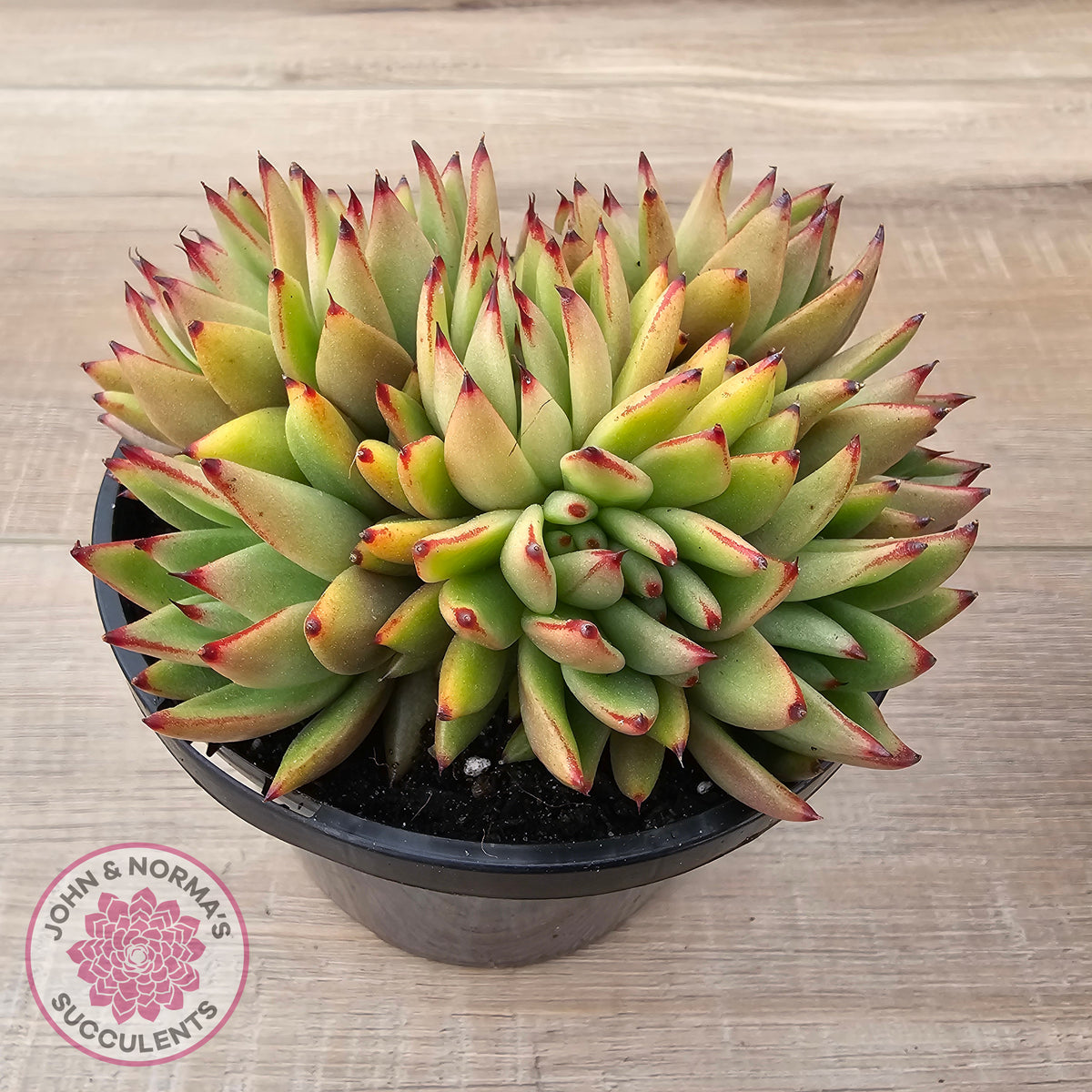 Echeveria agavoides 'Ike Soul' Crest - XL 125mm