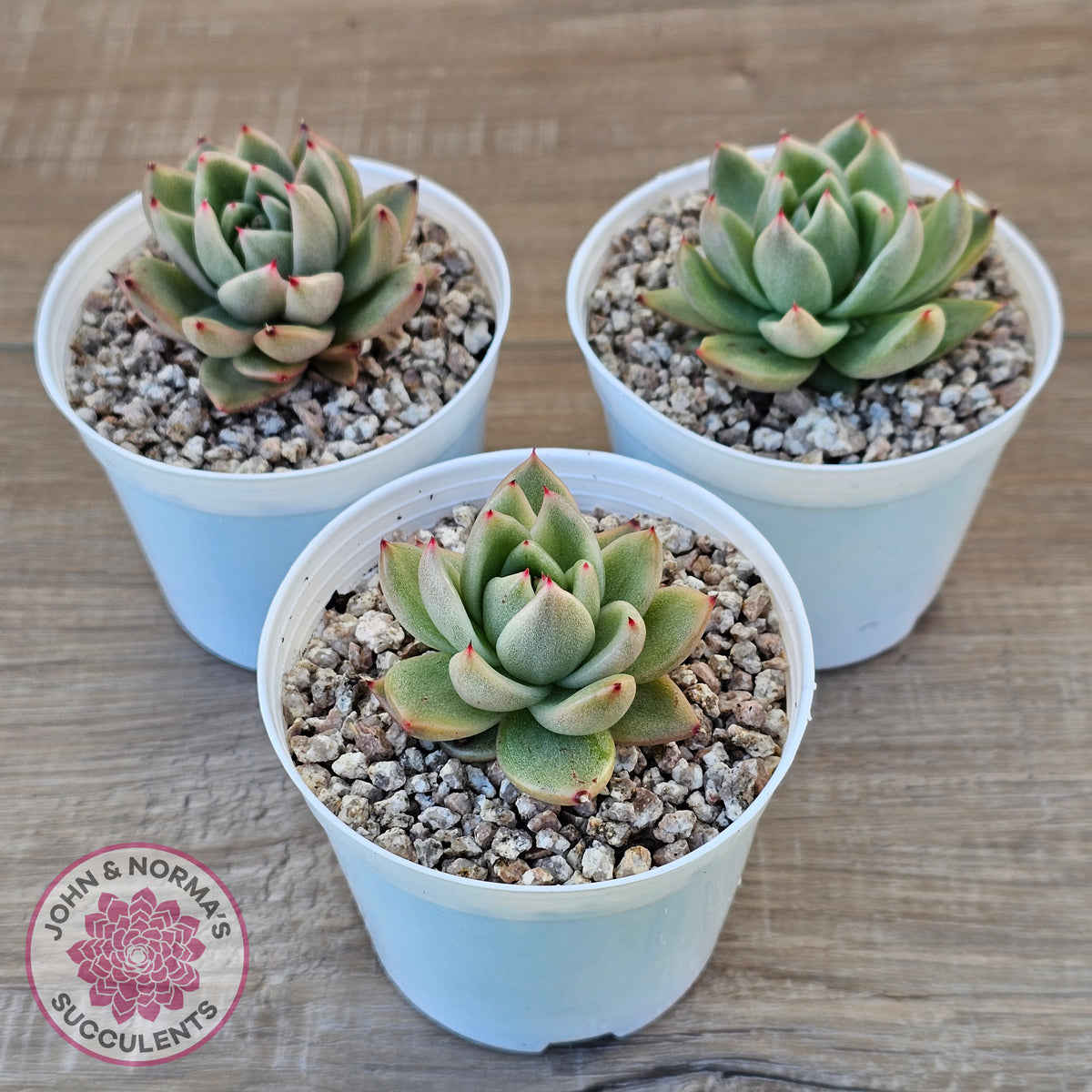 Echeveria agavoides 'Saint Louis' Variegated
