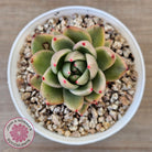 Echeveria agavoides 'Saint Louis' Variegated