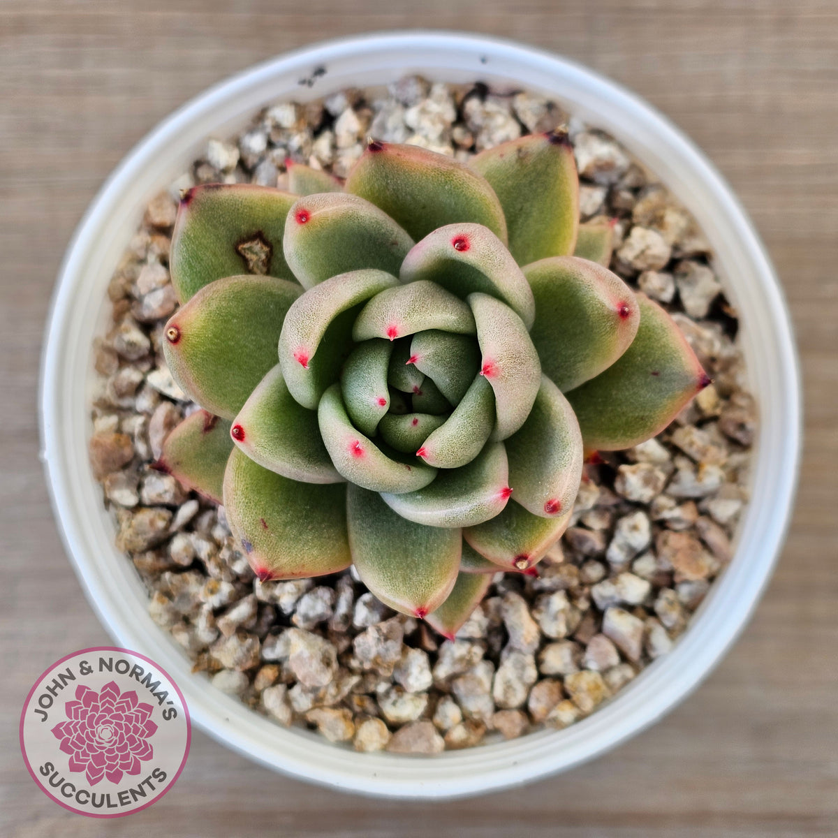 Echeveria agavoides 'Saint Louis' Variegated