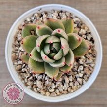 Load image into Gallery viewer, Echeveria agavoides &#39;Saint Louis&#39; Variegated
