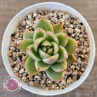 Echeveria agavoides 'Saint Louis' Variegated