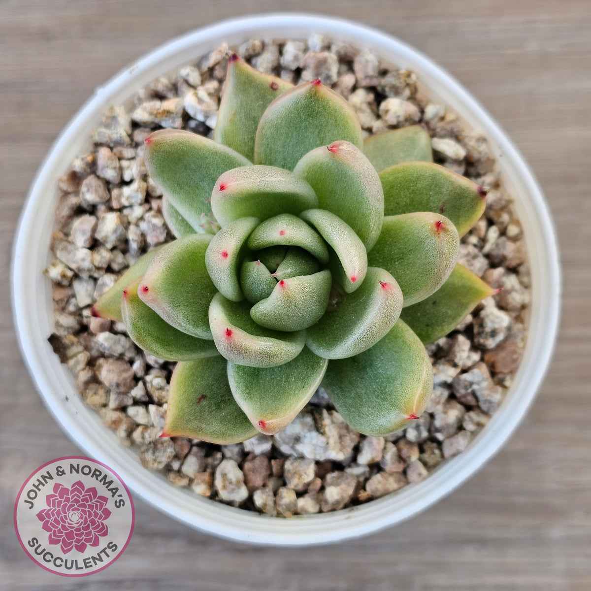 Echeveria agavoides 'Saint Louis' Variegated
