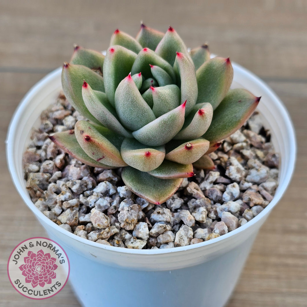 Echeveria agavoides 'Saint Louis' Variegated