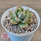 Echeveria agavoides 'Saint Louis' Variegated