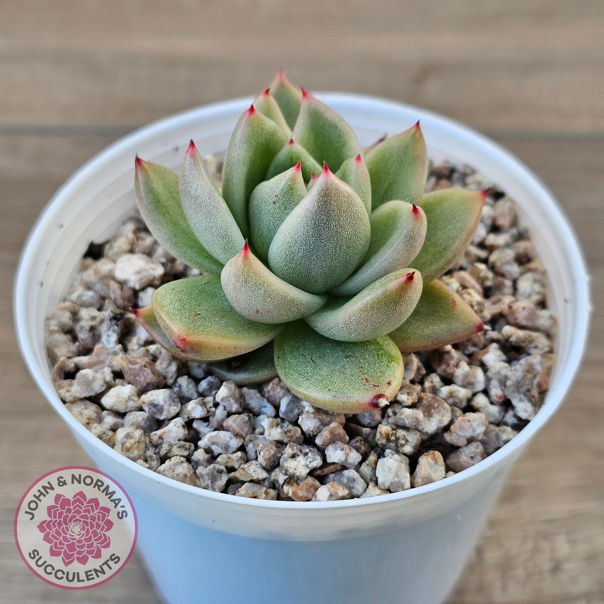 Echeveria agavoides 'Saint Louis' Variegated