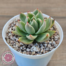 Load image into Gallery viewer, Echeveria agavoides &#39;Saint Louis&#39; Variegated
