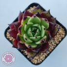 Echeveria agavoides 'Sara Bonnie'