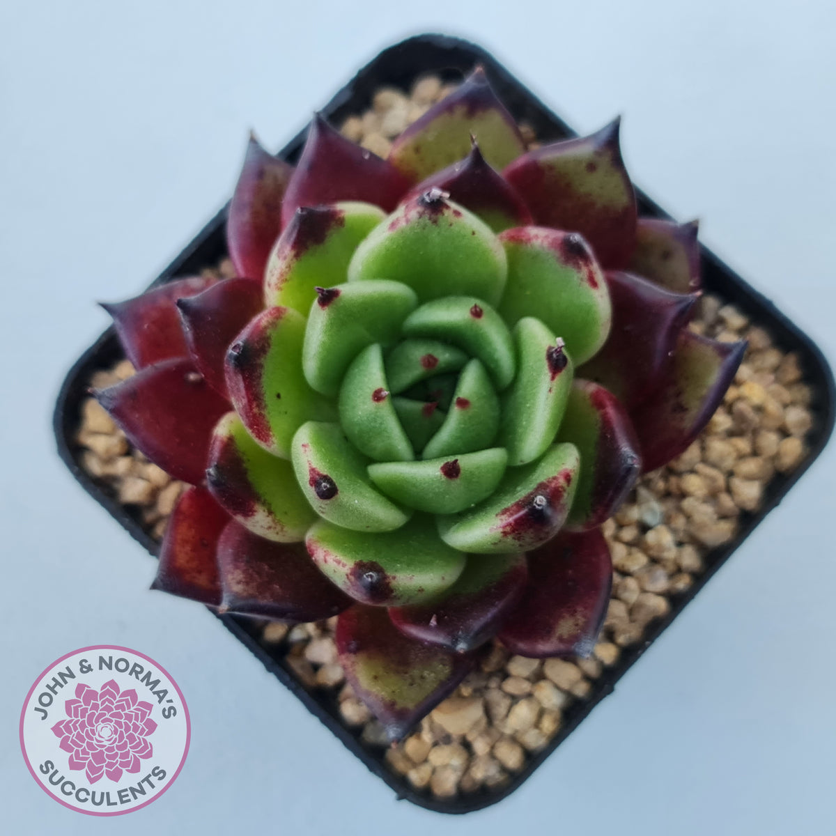 Echeveria agavoides 'Sara Bonnie'