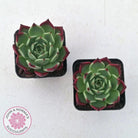 Echeveria agavoides 'Sara Bonnie'